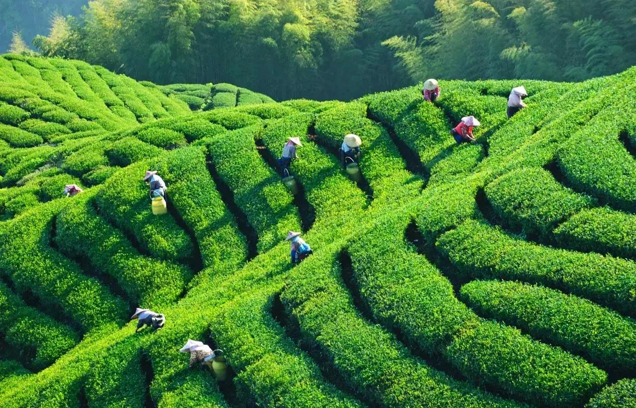从达沃斯到“东方茶都”：对标瑞士小镇转型，擘画“十五五”中国茶产业县域高质量发展新蓝图